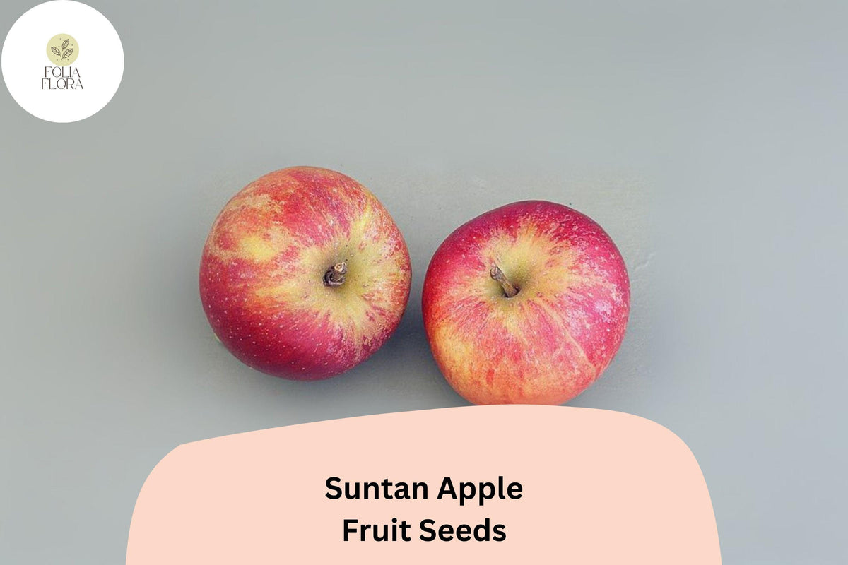 25 Suntan Apple Seeds - Malus domestica Late Season English Variety