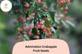 25 Admiration Crabapple Seeds - Pink-White Blooms & Red Fruits