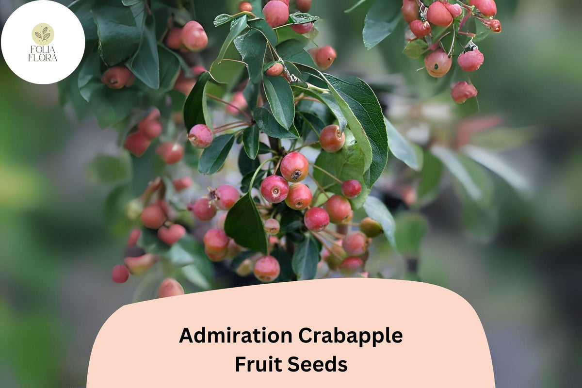 25 Admiration Crabapple Seeds - Pink-White Blooms & Red Fruits