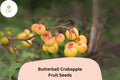 25 Butterball Crabapple Seeds - Malus Tree with Yellow Fruit & Spring Blooms