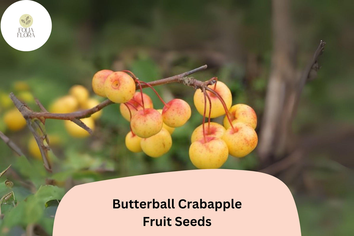 25 Butterball Crabapple Seeds - Malus Tree with Yellow Fruit & Spring Blooms