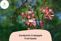 25 Candymint Crabapple Seeds - Malus Ornamental Tree with Pink Blossoms