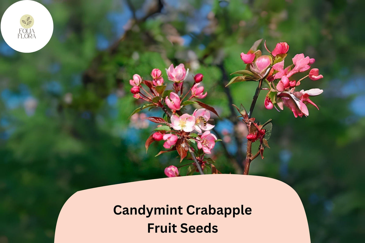 25 Candymint Crabapple Seeds - Malus Ornamental Tree with Pink Blossoms