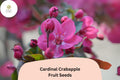 25 Cardinal Crabapple Seeds - Purple Foliage, Pink Blossoms, Red Fruit