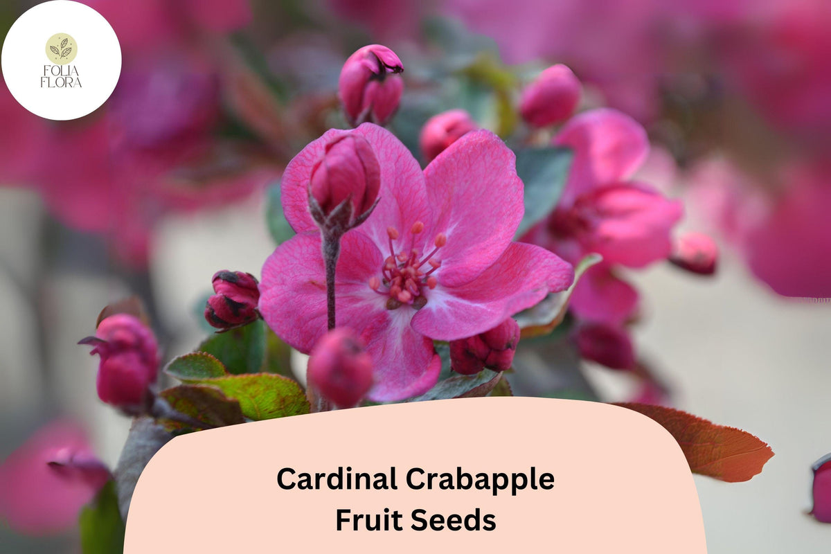 25 Cardinal Crabapple Seeds - Purple Foliage, Pink Blossoms, Red Fruit