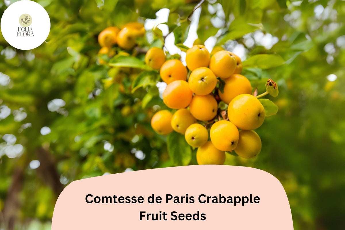 25 Comtesse de Paris Crabapple Seeds - Ornamental Tree with Pink Blossoms & Yellow Fruit