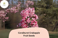 25 Coralburst Crabapple Seeds - Pink Blossoms, Red Fruit Tree