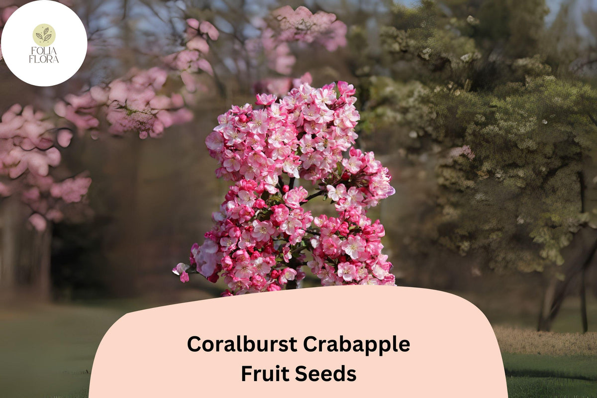 25 Coralburst Crabapple Seeds - Pink Blossoms, Red Fruit Tree
