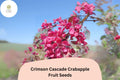 25 Crimson Cascade Crabapple Seeds - Deep Pink Blossoms & Red Fall Fruit