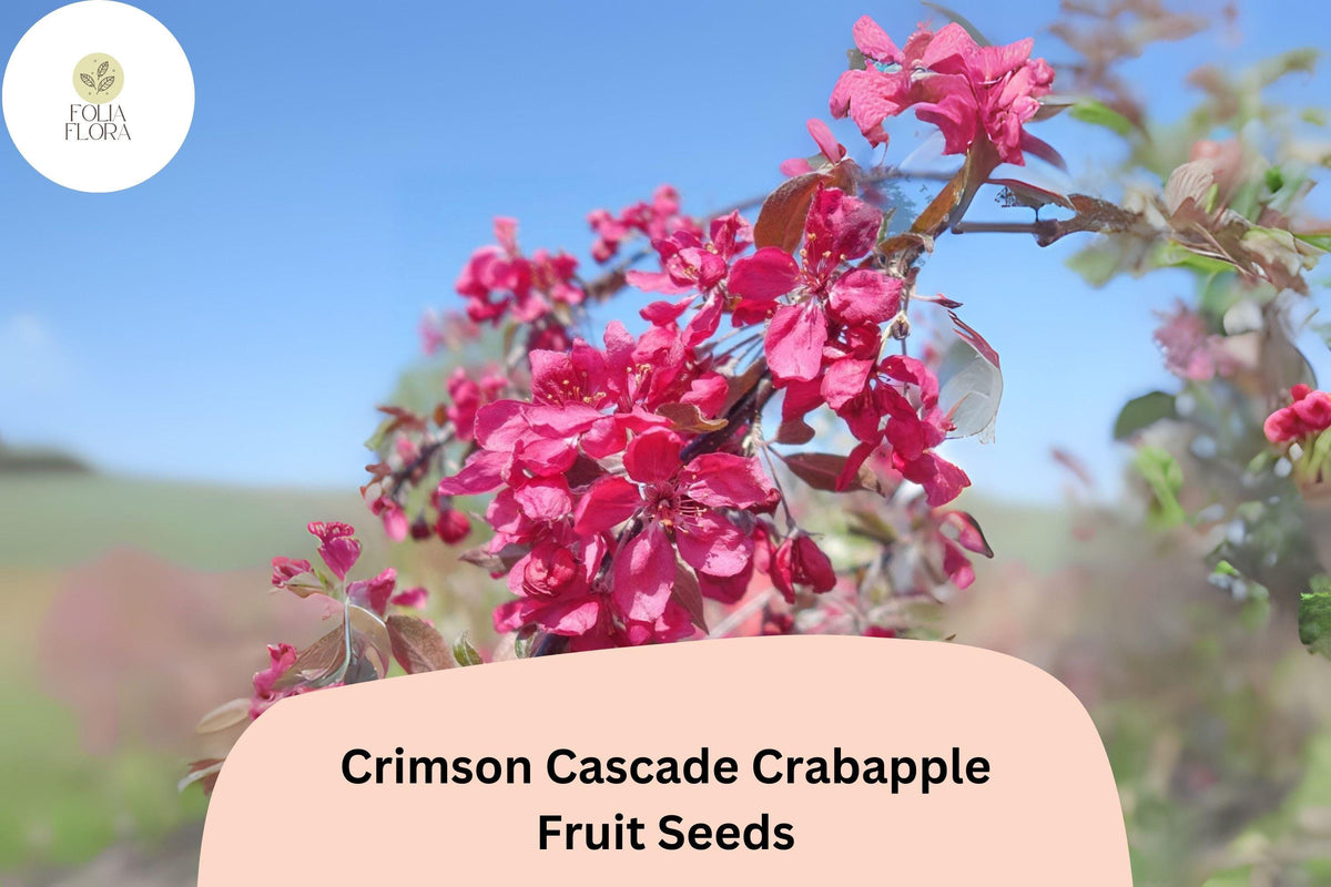 25 Crimson Cascade Crabapple Seeds - Deep Pink Blossoms & Red Fall Fruit