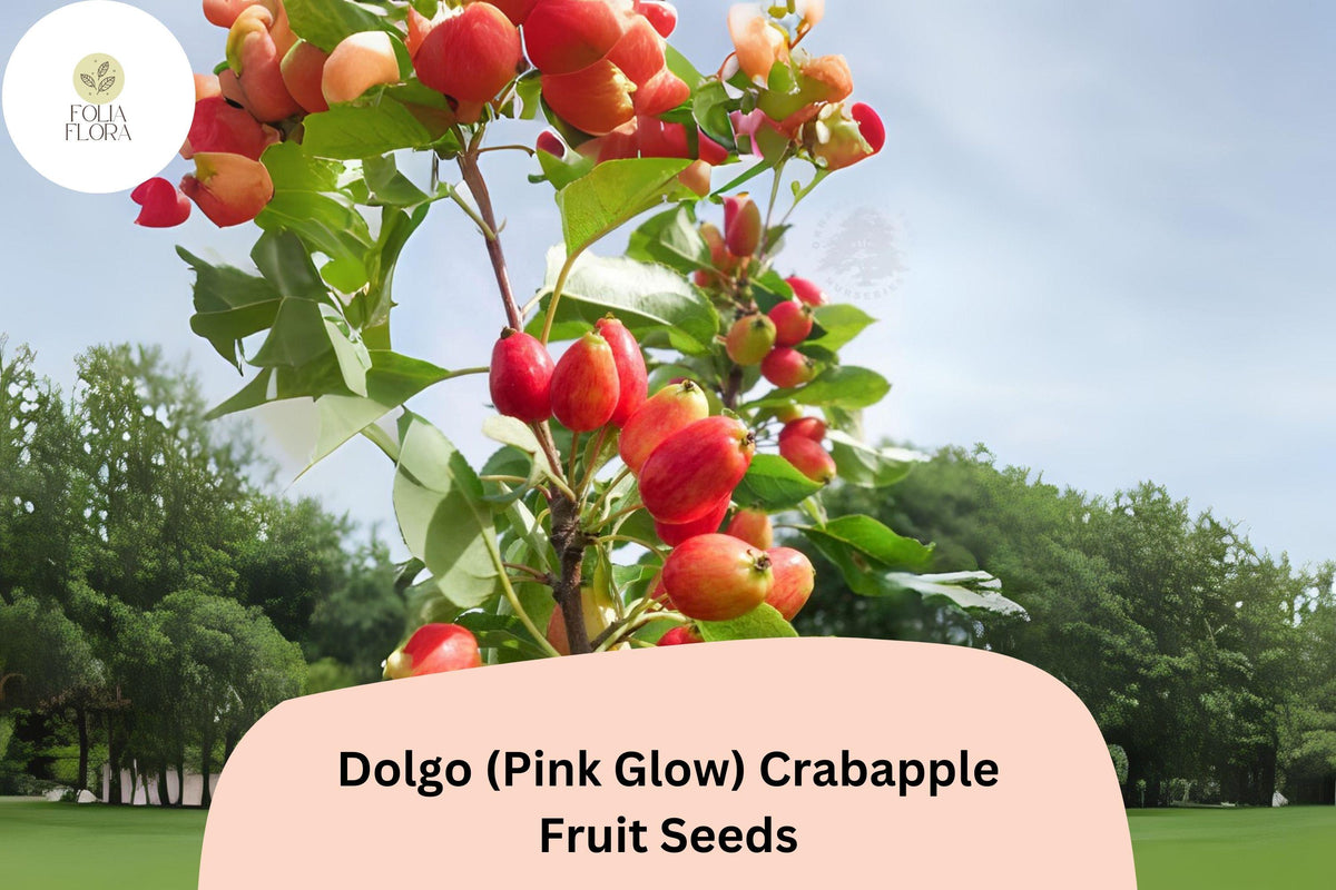 25 Dolgo Crabapple Seeds - Pink Blossoms, Red Fall Fruit, Ornamental Tree