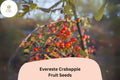 25 Evereste Crabapple Tree Seeds - Malus 'Evereste' Pink Blossoms