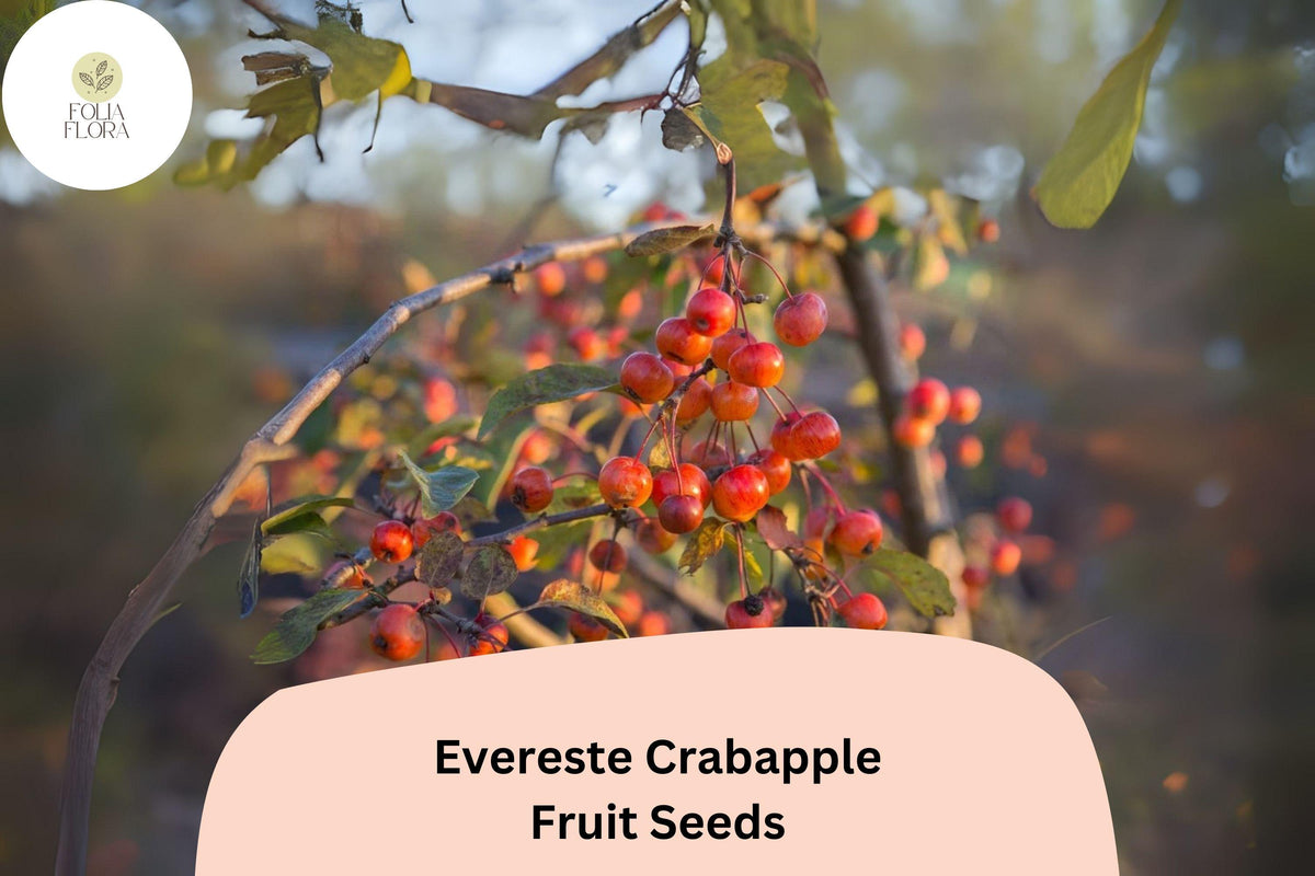 25 Evereste Crabapple Tree Seeds - Malus 'Evereste' Pink Blossoms