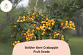 25 Golden Gem Crabapple Seeds - Ornamental Tree with Pink Blossoms