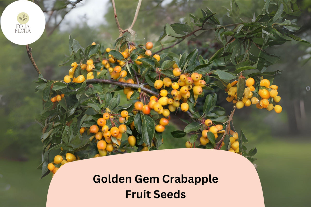 25 Golden Gem Crabapple Seeds - Ornamental Tree with Pink Blossoms
