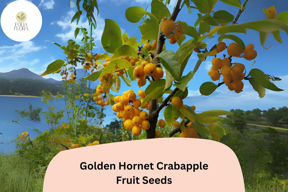 25 Golden Hornet Crabapple Seeds - Ornamental Tree with Yellow Fruit