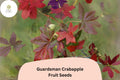 25 Guardsman Crabapple Seeds - Malus 'Guardsman' Ornamental Tree with Red-Pink Blossoms