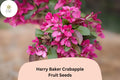 25 Harry Baker Crabapple Seeds - Red-Purple Blossoms Ornamental Tree
