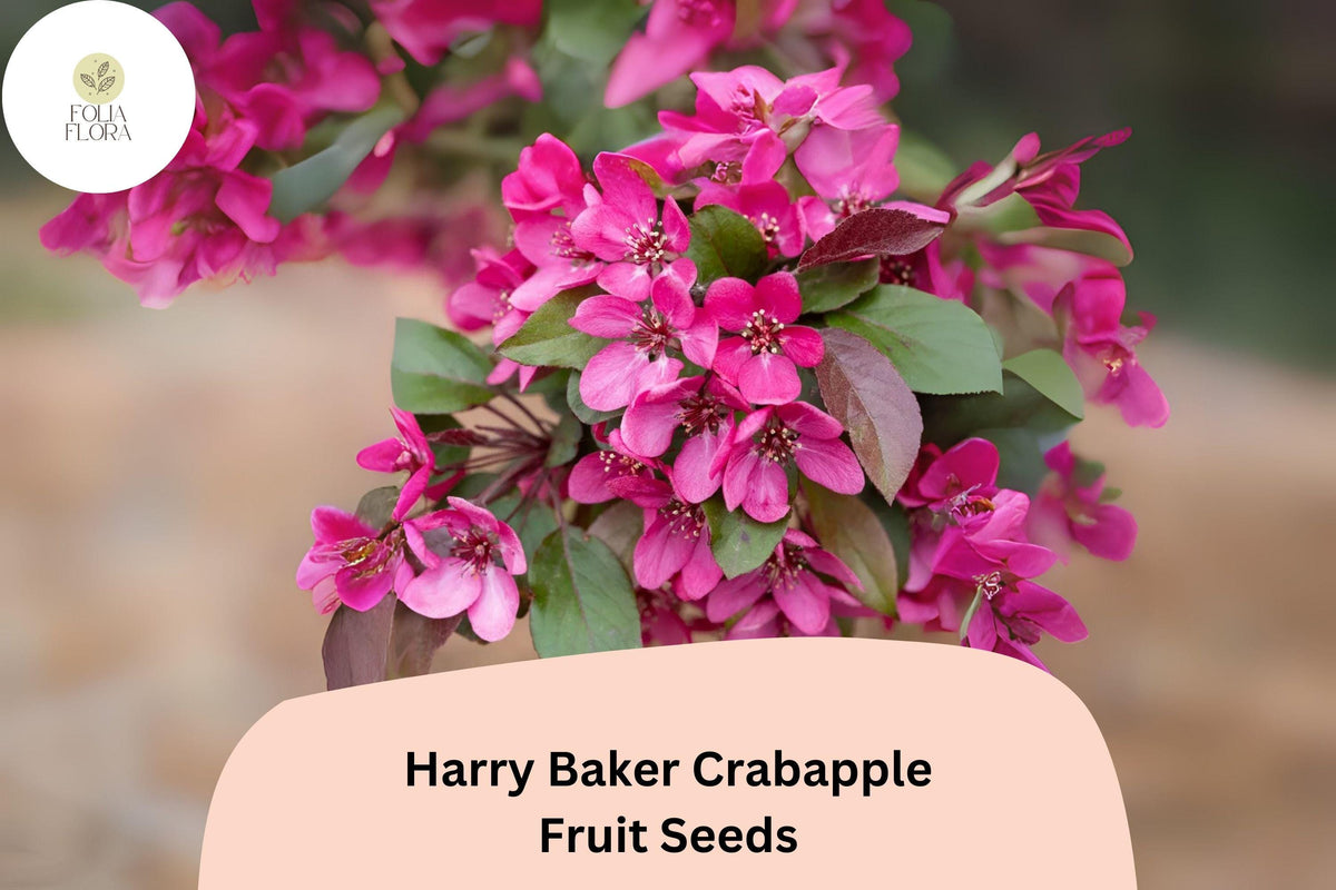 25 Harry Baker Crabapple Seeds - Red-Purple Blossoms Ornamental Tree