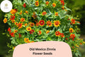 100 Old Mexico Zinnia Seeds – Rustic Red & Gold Bicolor Blooms for Cutting Gardens