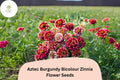 100 Aztec Burgundy Bicolor Zinnia Seeds - Red & Yellow Garden Blooms