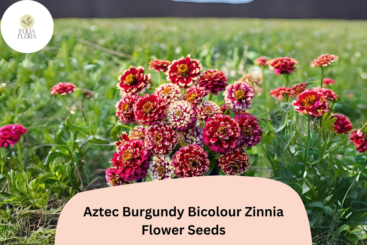 100 Aztec Burgundy Bicolor Zinnia Seeds - Red & Yellow Garden Blooms