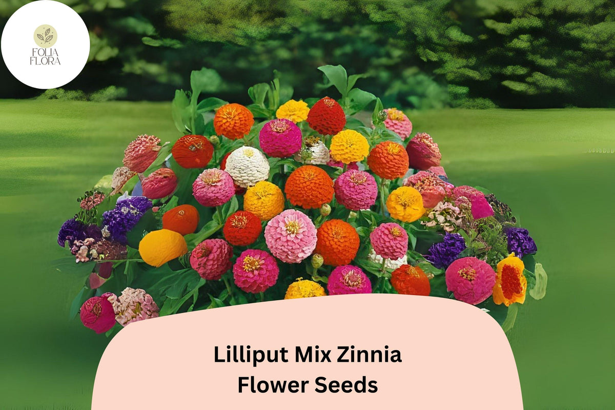 100 Lilliput Mix Zinnia Seeds - Small Pompon Blooms for Borders & Bouquets