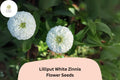 100 Lilliput White Zinnia Seeds – Mini Pompon Blooms for Borders & Summer Gardens