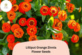 100 Lilliput Orange Zinnia Seeds – Mini Pompon Blooms for Borders & Edging