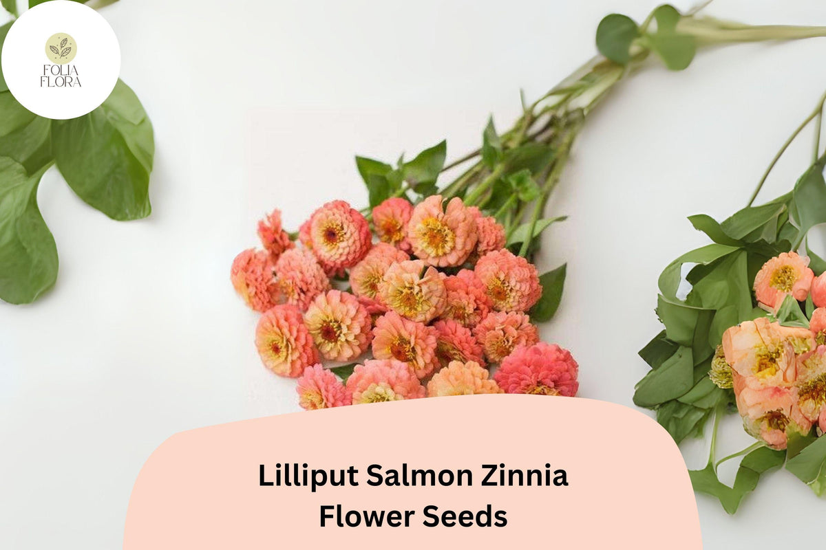 100 Lilliput Salmon Zinnia Seeds – Mini Pompon Blooms for Borders & Summer Gardens