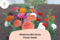 100 Oklahoma Mix Zinnia Seeds for Planting - Colorful Cut Flower Garden Blooms