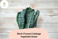 500 Black Tuscan Cabbage Seeds - Lacinato Kale Heirloom Leafy Green for Planting