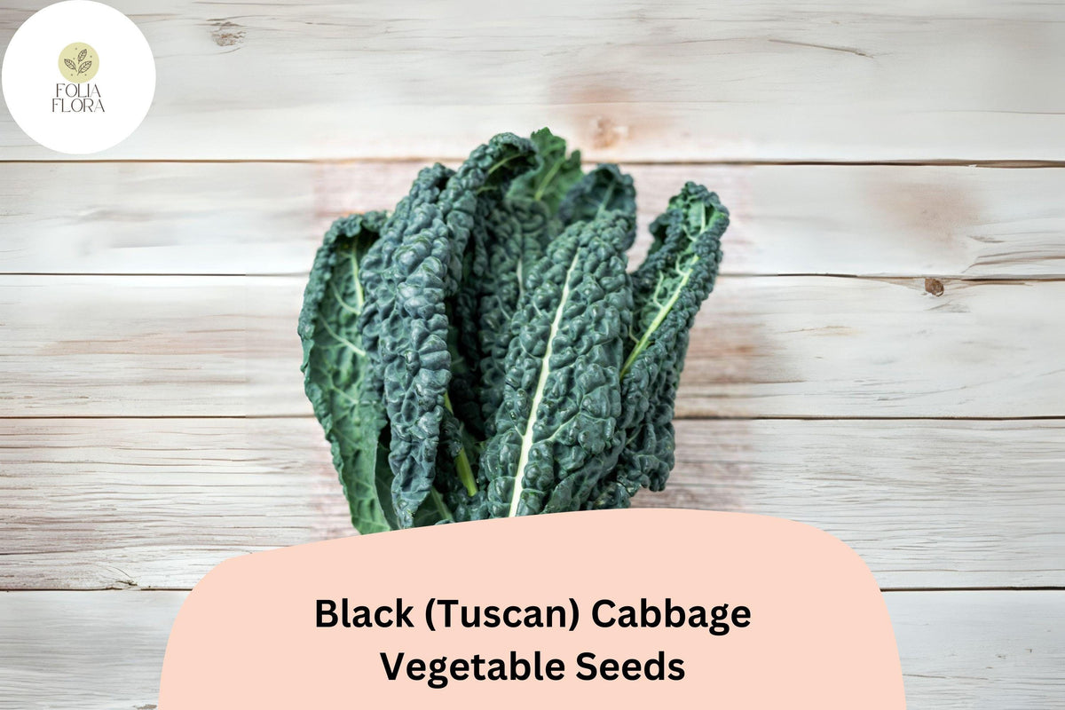 500 Black Tuscan Cabbage Seeds - Lacinato Kale Heirloom Leafy Green for Planting