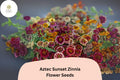 100 Aztec Sunset Zinnia Seeds – Warm Bi-Color Blooms for Summer Gardens & Cut Flowers