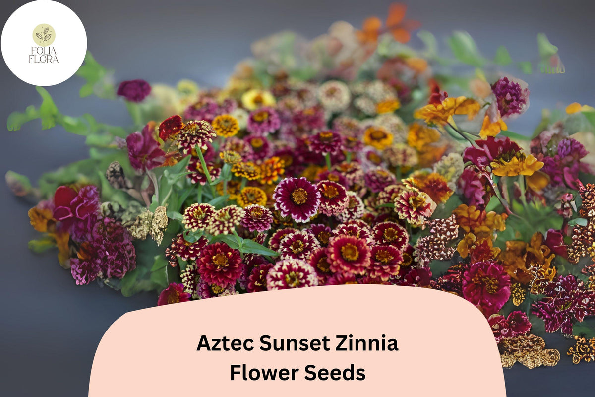 100 Aztec Sunset Zinnia Seeds – Warm Bi-Color Blooms for Summer Gardens & Cut Flowers