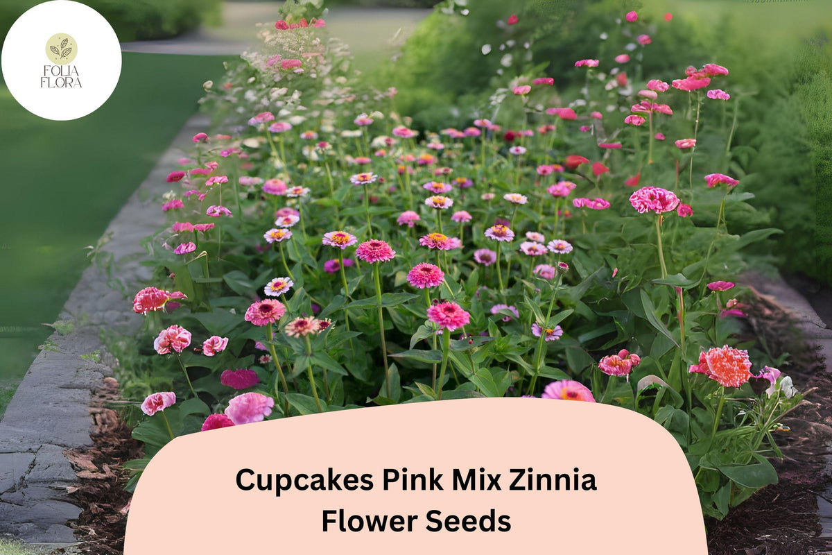 100 Cupcakes Pink Zinnia Seeds – Ruffled Blooms for Summer Gardens