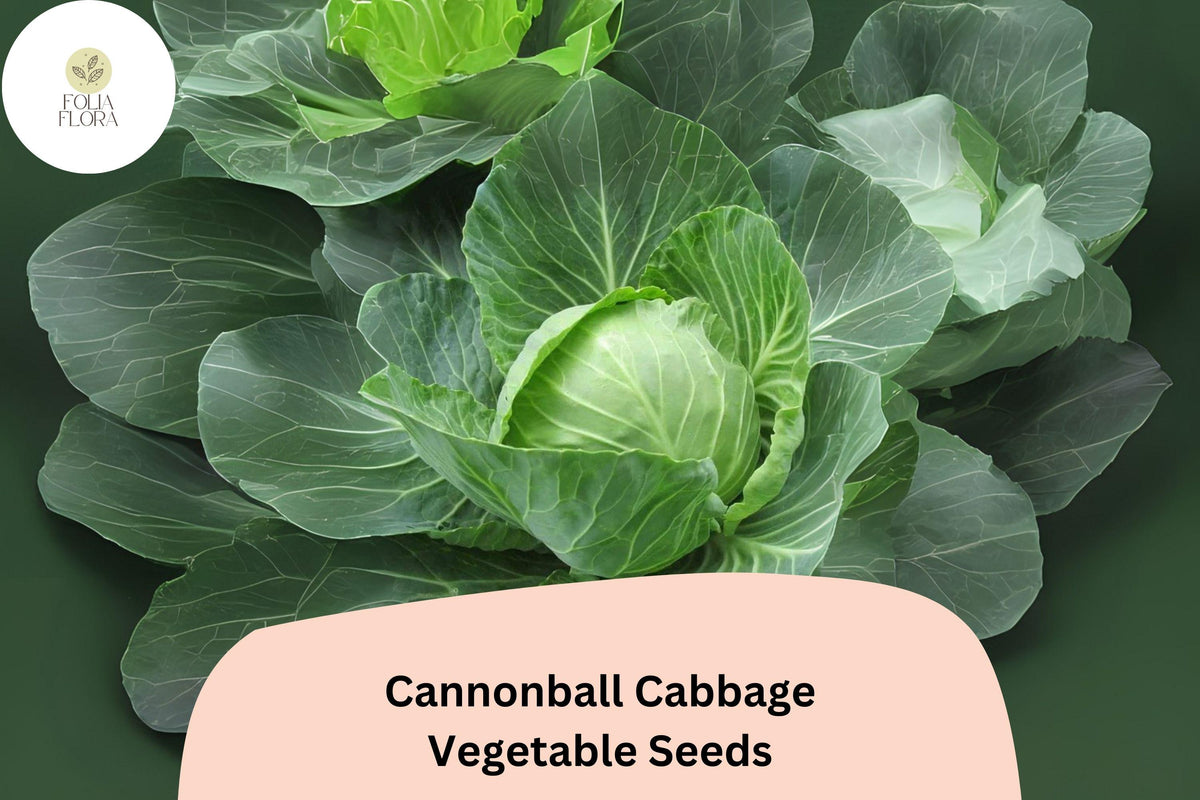 500 Cannonball Cabbage Seeds - Heirloom Round Head Cabbage for Planting