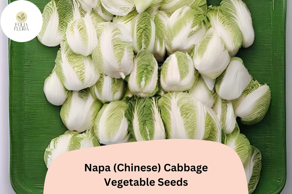 Napa Cabbage Seeds - 500 Heirloom Brassica Seeds for Planting