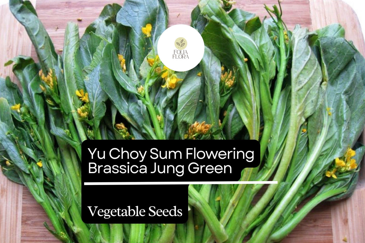 500 Choy Sum Cabbage Seeds - Brassica rapa var. parachinensis Asian Greens for Garden Planting