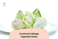 Conehead Cabbage Seeds – 500 Sweet Heirloom Pointed Head Cabbage for Garden Planting