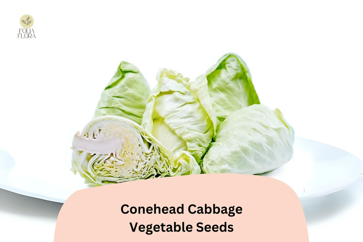 Conehead Cabbage Seeds – 500 Sweet Heirloom Pointed Head Cabbage for Garden Planting
