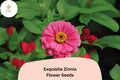 100 Exquisite Zinnia Seeds – Unique Bloom Form & Summer Color for Garden Beds and Bouquets