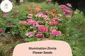 100 Illumination Zinnia Seeds - Golden-Orange Blooms for Summer Gardens & Cut Flowers