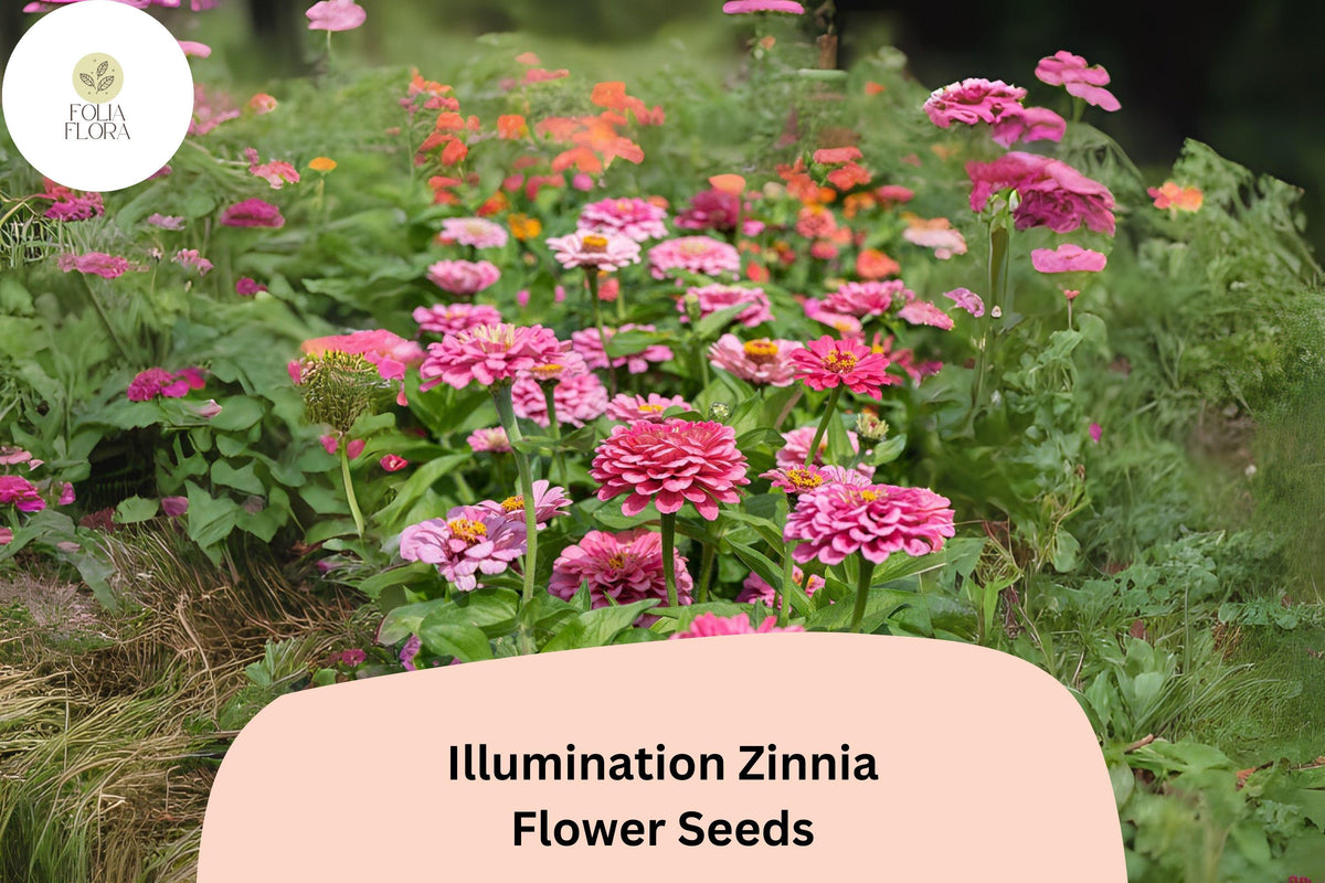 100 Illumination Zinnia Seeds - Golden-Orange Blooms for Summer Gardens & Cut Flowers