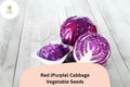 500 Heirloom Red Cabbage Seeds for Planting | Bulk Garden Vegetable Seeds