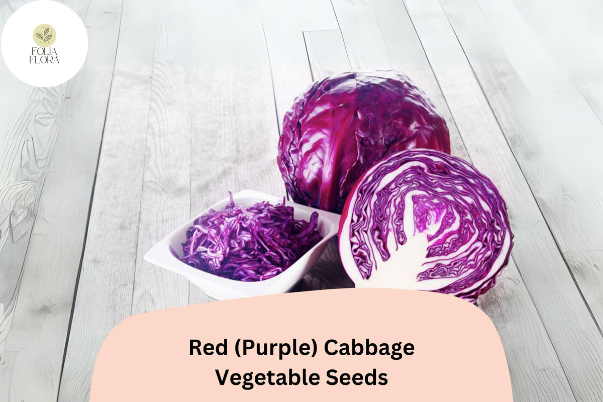 500 Heirloom Red Cabbage Seeds for Planting | Bulk Garden Vegetable Seeds