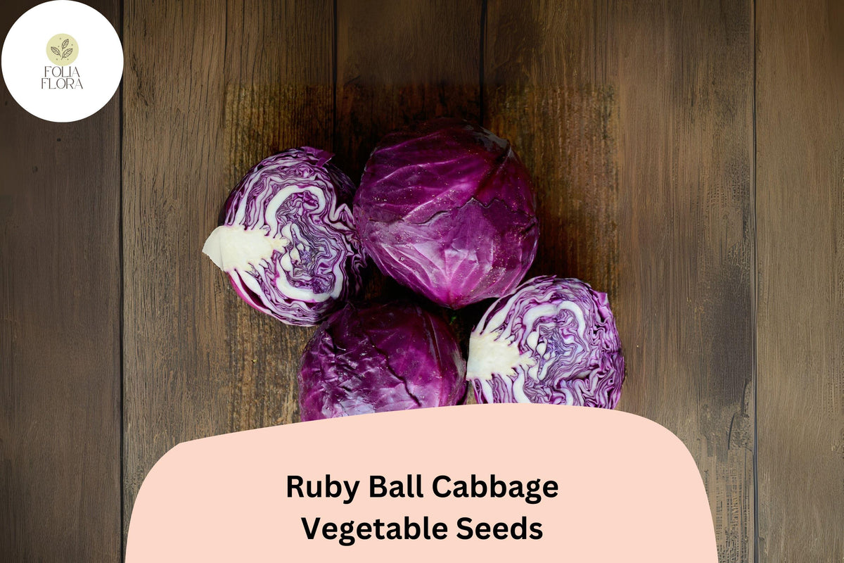 Ruby Ball Cabbage Seeds - 500 Heirloom Red Cabbage Seeds for Planting