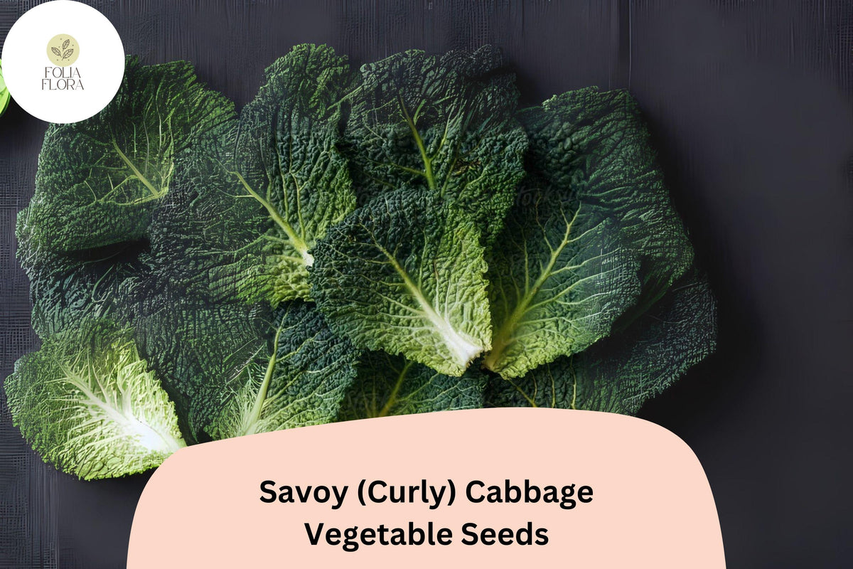 500 Savoy Cabbage Seeds - Curly-Leaf Heirloom Vegetable (Brassica oleracea)