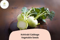500 Kohlrabi Seeds - Heirloom Brassica oleracea Garden Vegetable Seeds