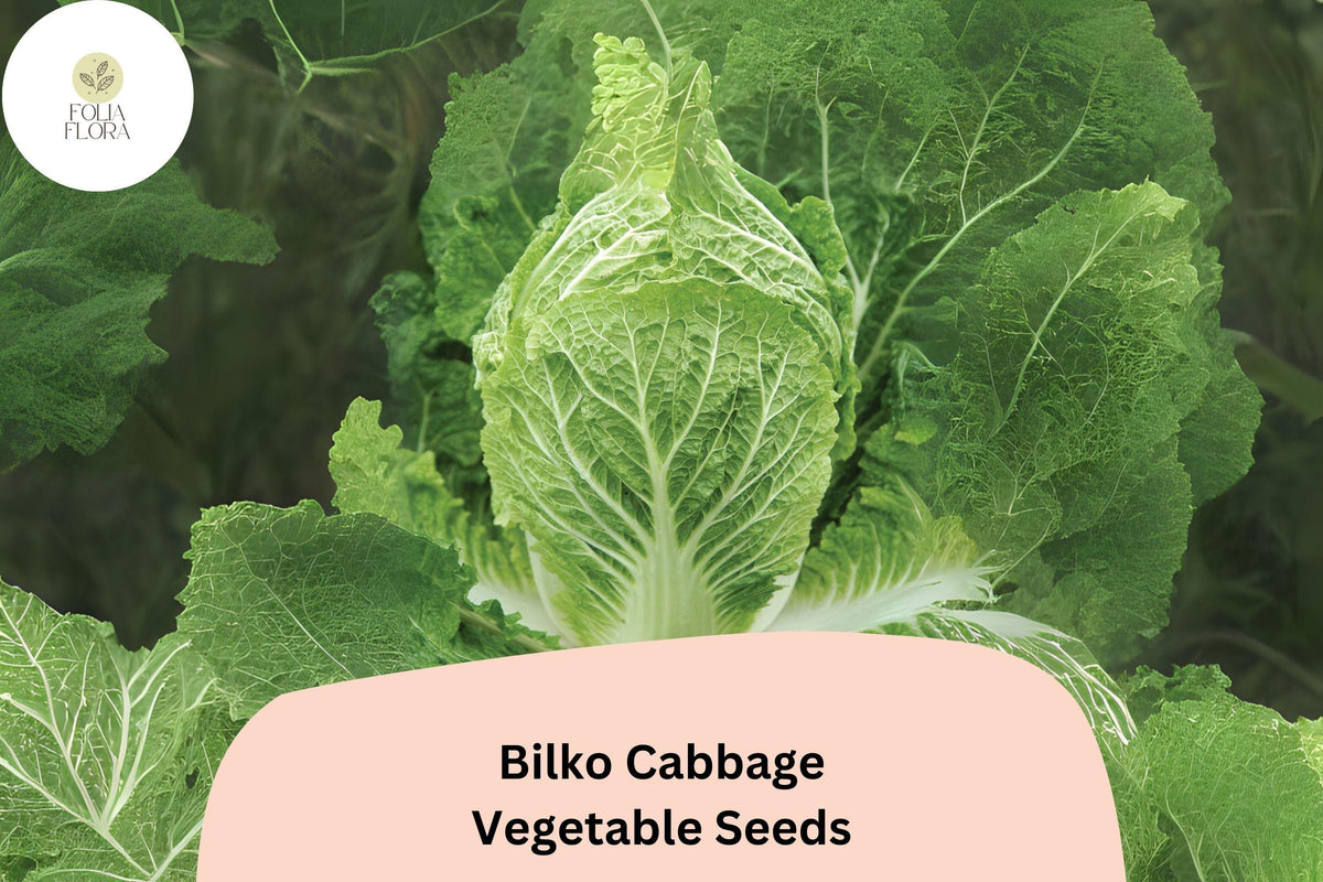 Bilko Cabbage Seeds - 500 Hybrid Napa Cabbage Seeds for Planting